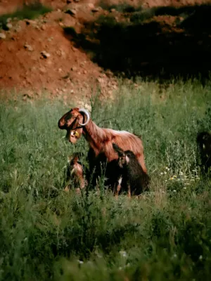 Goats In A Field