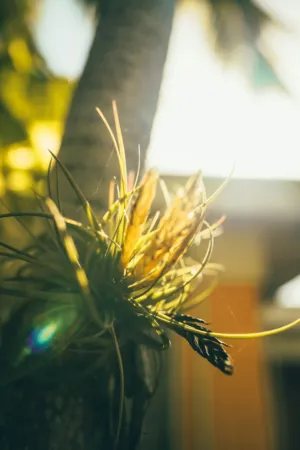 Sunlit Air Plant