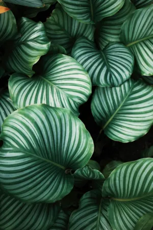 Green Leaf Pattern