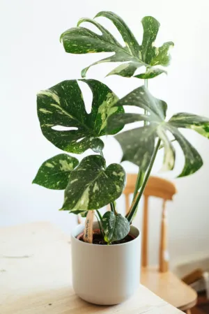 Monstera Deliciosa Plant