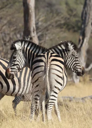 Zebras In The Wild