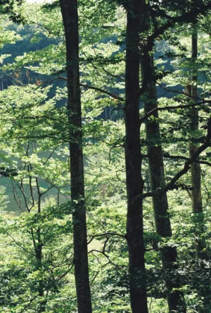Forest Canopy