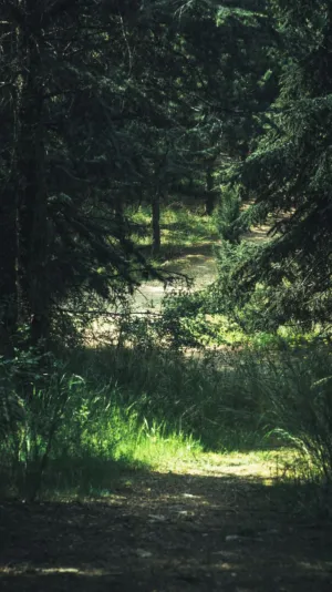 Forest Path