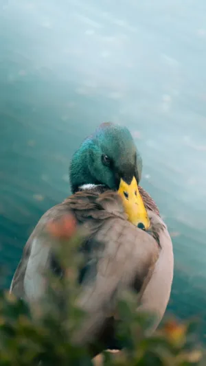 Green Headed Duck