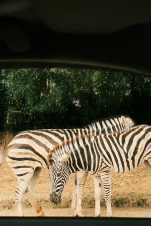 Zebras In The Wild