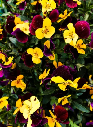 Colorful Pansies