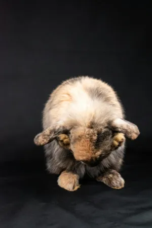 Bunny Portrait