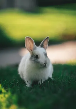 Cute Bunny In The Grass