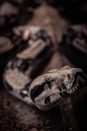 Snake Close-Up
