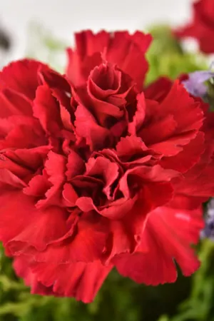 Red Carnation