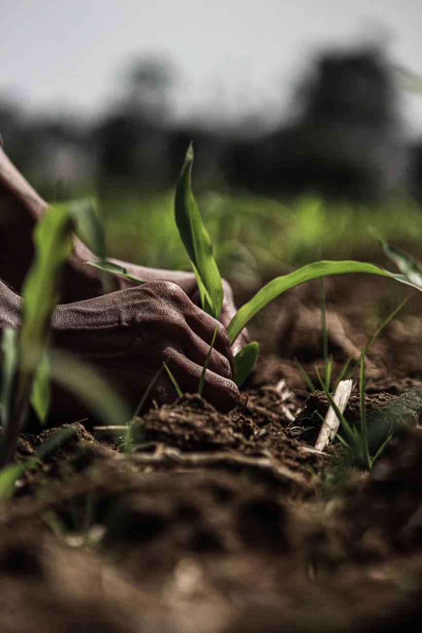 Hands In The Soil