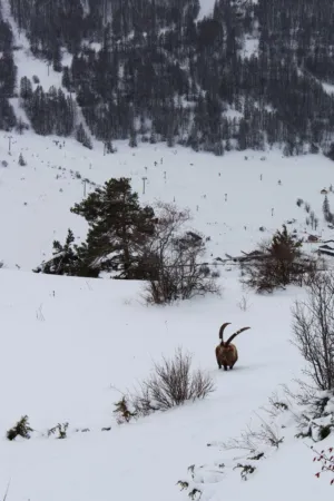 Snowy Mountain Landscape