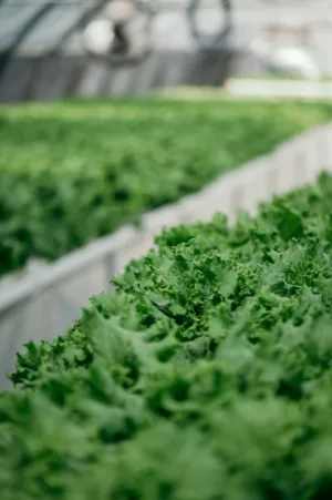 Greenhouse Lettuce