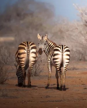 Zebras In The Wild
