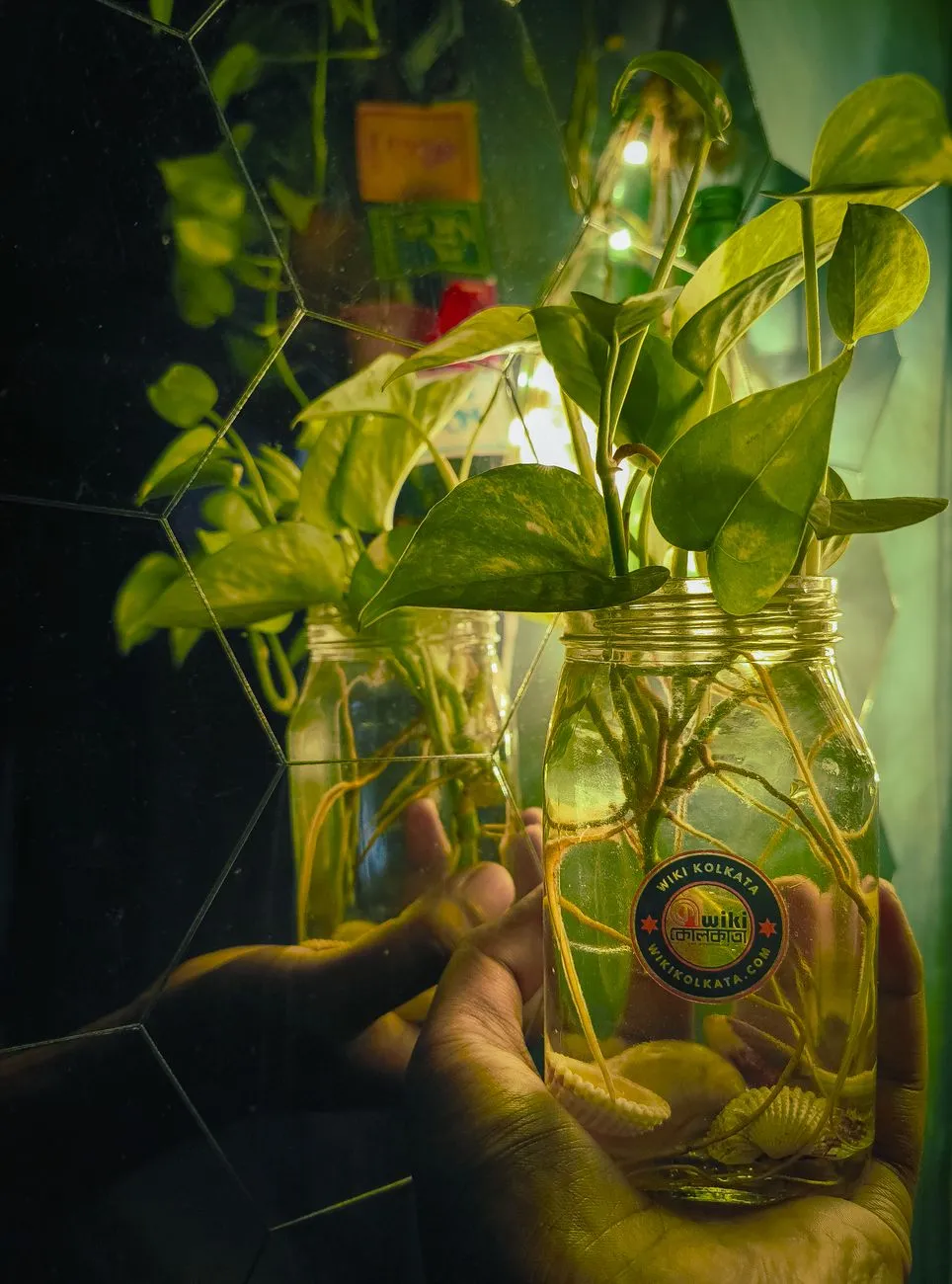 Glass Jar With Plants