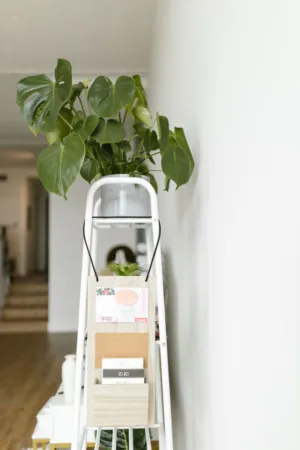 Indoor Plant On A Ladder