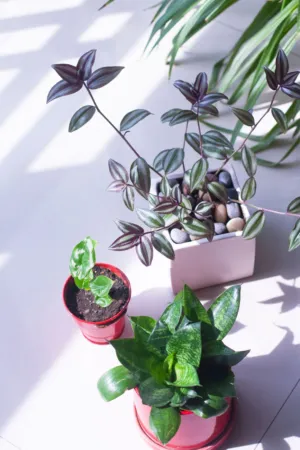 Indoor Plants