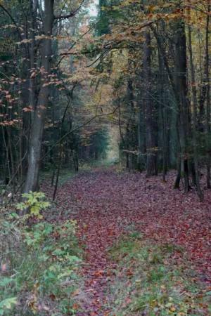 Autumn Forest Path