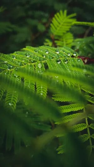Dewy Ferns