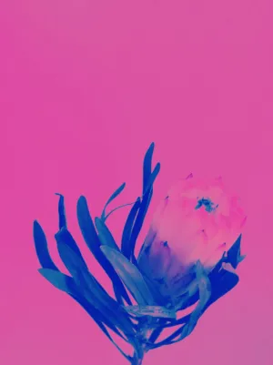 Floral Minimalism