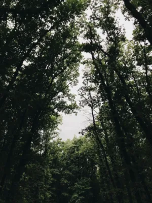 Forest Canopy