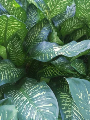 Green Leafy Plant