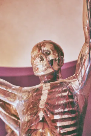Anatomical Model