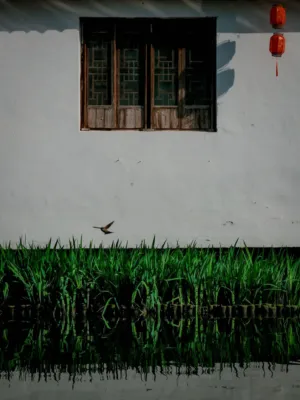 Traditional Chinese Window And Grass Reflection