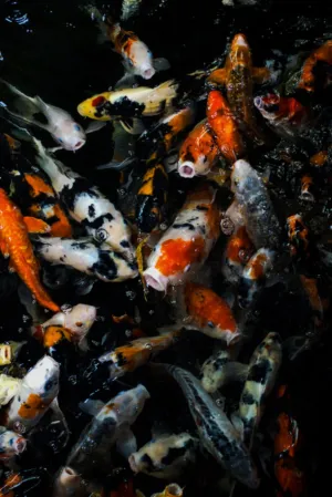 Colorful Koi Fish