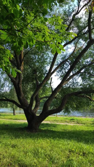 Solitary Tree By The Water
