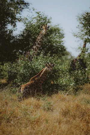 Giraffes In The Wild