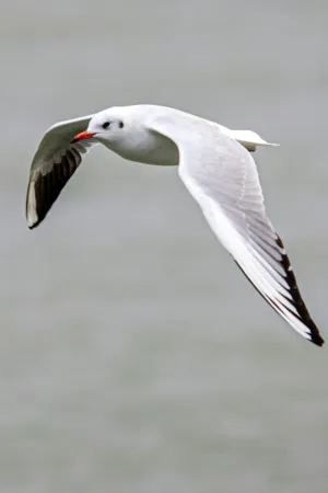 Seagull In Flight