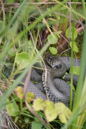 Snake In The Grass