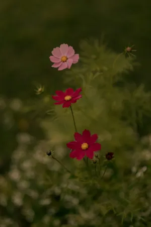 Floral Delight