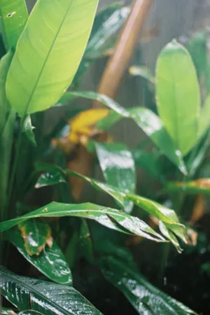 Rainy Day Greens