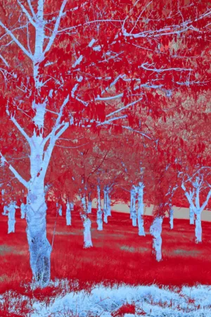 Red And Blue Forest