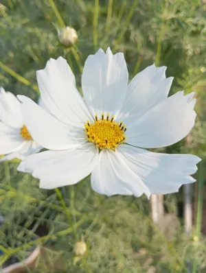 White Cosmos Flower