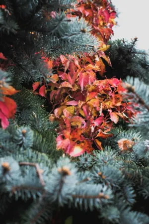 Autumn Leaves On Pine Branches