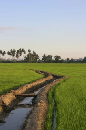 Rice Paddy Field