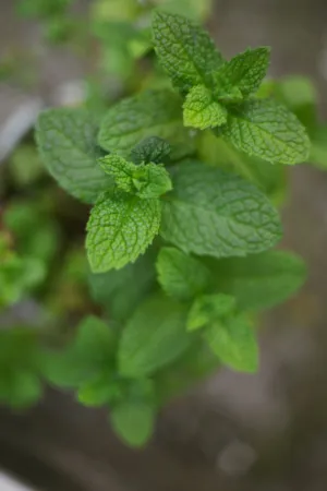 Mint Leaves