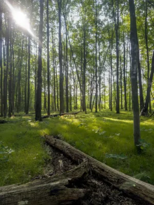 Sunlit Forest