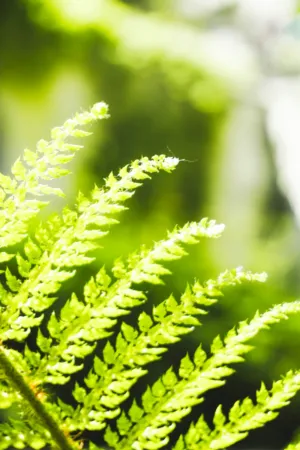 Green Ferns