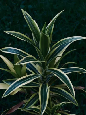 Variegated Plant
