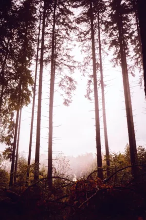 Misty Forest