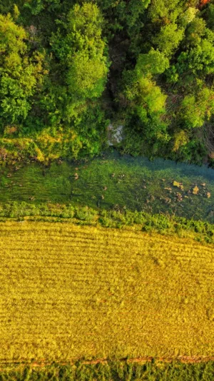 Forest And Field