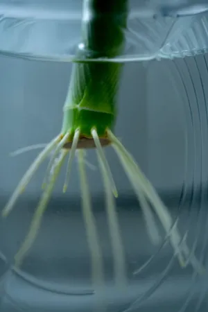 Bamboo Shoot In Water