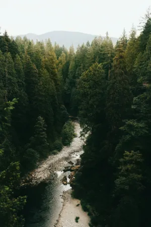 Forest River