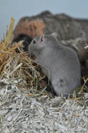 Grey Rodent In Natural Habitat