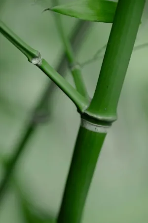 Bamboo Stem Close-Up