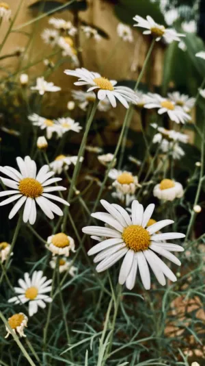White Daisies In Bloom